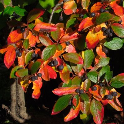 Кизильник блестящий Кизильник блестящий - Dolina-Sad.Ru