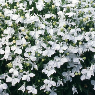Лобелия Ривьера Белая Лобелия Ривьера Белая - Dolina-Sad.Ru
