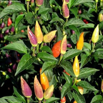 Перец декоративный Кроха фото