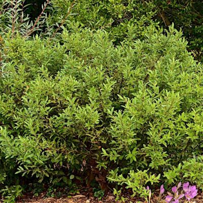 Ива дальневосточная Ива дальневосточная - Dolina-Sad.Ru