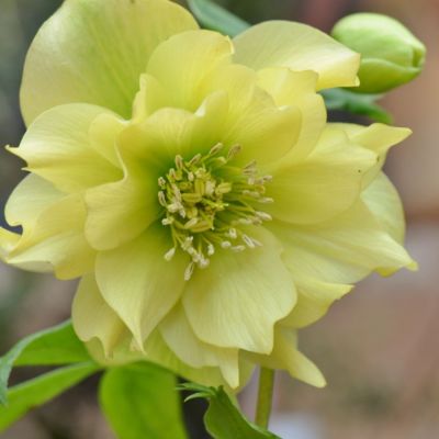 Морозник Дубль Еллоу - Dolina-Sad.Ru