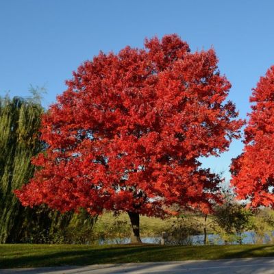 Дуб красный, С5 - Dolina-Sad.Ru