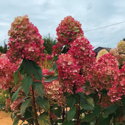 Гортензия метельчатая Граффити Гортензия метельчатая Граффити фото