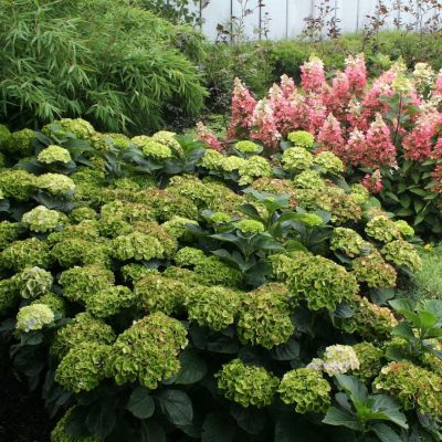 Гортензия крупнолистная Мэджикал Грин Клауд - Dolina-Sad.Ru