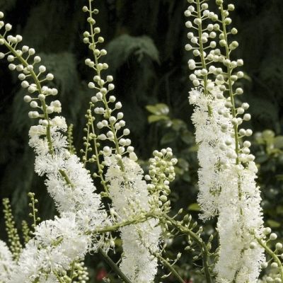 Цимицифуга сердцелистная , C1 Цимицифуга сердцелистная , C1 фото