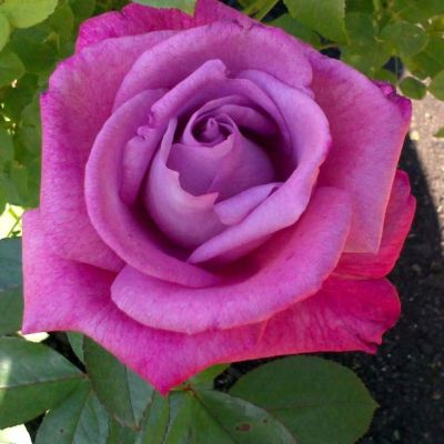 Роза Лила Вандер Роза Лила Вандер - Dolina-Sad.Ru