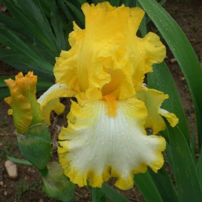 Ирис Йеллоу Вайт Ирис Йеллоу Вайт - Dolina-Sad.Ru