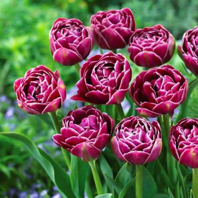 Тюльпан Дрим Тач Тюльпан Дрим Тач фото