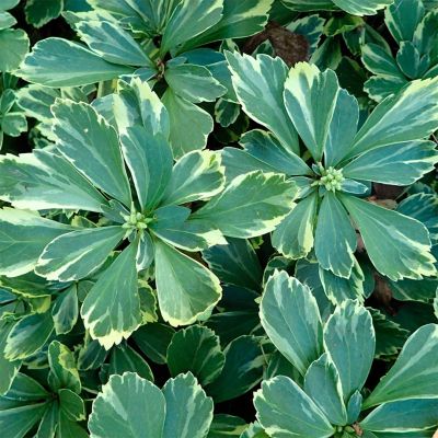 Пахизандра верхушечная Вариегата Пахизандра верхушечная Вариегата - Dolina-Sad.Ru