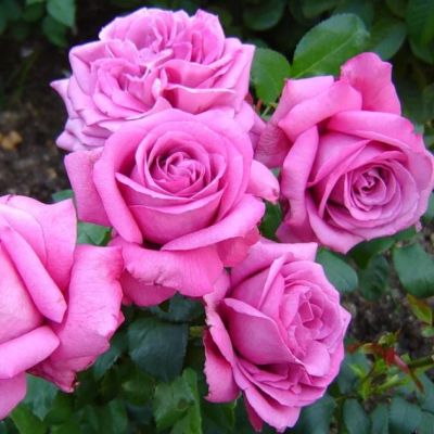 Роза Клод Брассер Роза Клод Брассер - Dolina-Sad.Ru