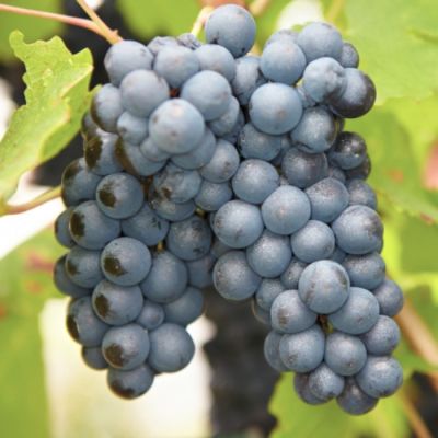 Виноград Черный изумруд Виноград Черный изумруд - Dolina-Sad.Ru