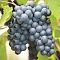 Виноград Черный изумруд Виноград Черный изумруд - Dolina-Sad.Ru