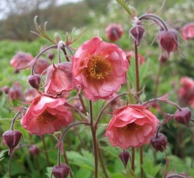 Гравилат приручейный Леонард Вариети Гравилат приручейный Леонард Вариети - Dolina-Sad.Ru