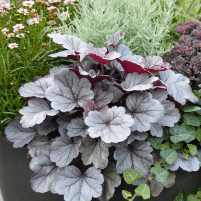 Гейхера Сильвер Гамдроб , С1,5 Гейхера Сильвер Гамдроб , С1,5 фото