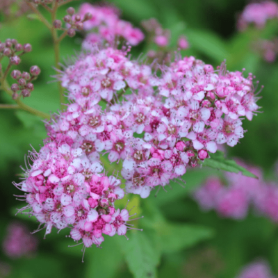 Спирея японская Нана Спирея японская Нана фото