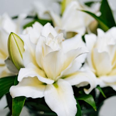 Лилия Роузлили Ирвана - Dolina-Sad.Ru