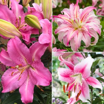 Комплект восточных лилий Сакура Комплект восточных лилий Сакура - Dolina-Sad.Ru