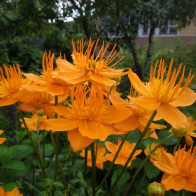 Купальница Китайская , C2 Купальница Китайская , C2 фото