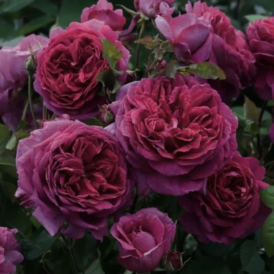 Роза Квинс Перфюм Роза Квинс Перфюм - Dolina-Sad.Ru