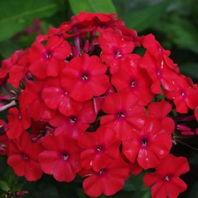 Флокс метельчатый А. Е. Амос , C2 фото