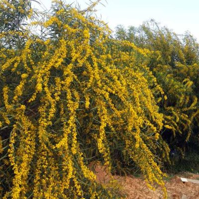 Карагана древовидная, С3 Карагана древовидная, С3 - Dolina-Sad.Ru