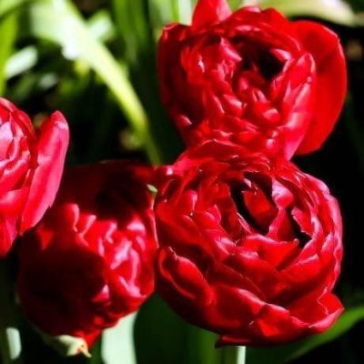 Тюльпан Ред Беби Долл Тюльпан Ред Беби Долл фото