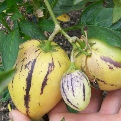 Пепино Консуэло 5 шт. автор. Пепино Консуэло 5 шт. автор. фото