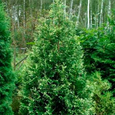 Туя западная Вариегата Туя западная Вариегата - Dolina-Sad.Ru