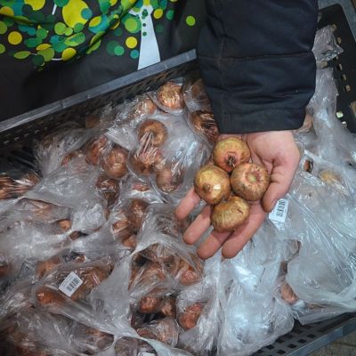 Гладиолус Гельветия Гладиолус Гельветия фото