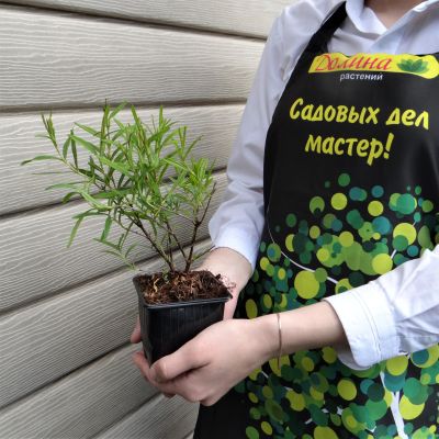 Зверобой Кальмана Гемо Зверобой Кальмана Гемо фото