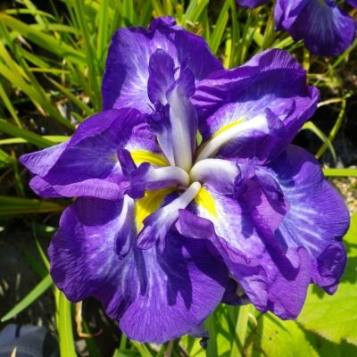 Ирис мечевидный Электрик Рэйс - Dolina-Sad.Ru