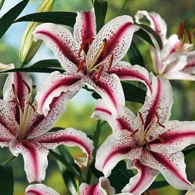 Лилия Диззи фото