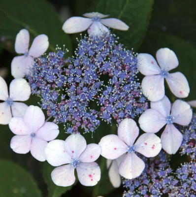 Гортензия крупнолистная Либелле Гортензия крупнолистная Либелле фото