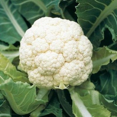 Капуста цветная Гудман (Голландия) Капуста цветная Гудман (Голландия) фото