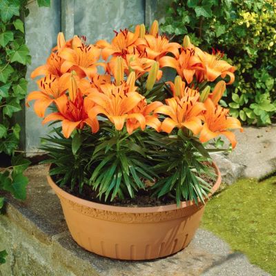 Лилия Абвилльс Прайд Лилия Абвилльс Прайд - Dolina-Sad.Ru