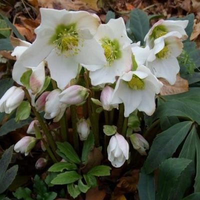 Морозник Нигер фото