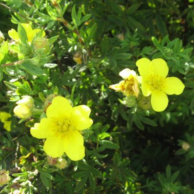 Лапчатка кустарниковая, С3 - Dolina-Sad.Ru