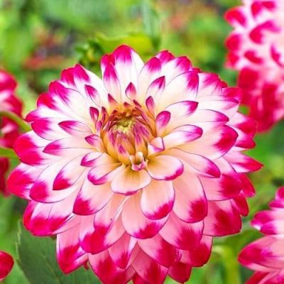 Георгина Сеньер Дрим Георгина Сеньер Дрим фото