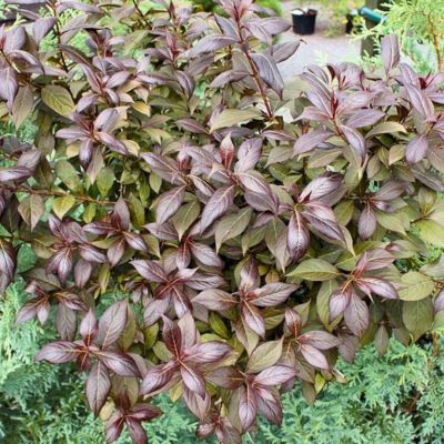 Вейгела Флорида Минор Блэк - Dolina-Sad.Ru