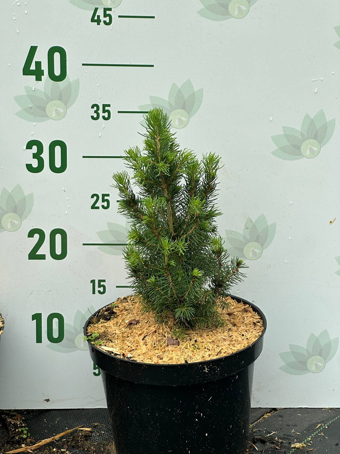 Ель канадская Дейзи Уайт, С3 Ель канадская Дейзи Уайт, С3 - Dolina-Sad.Ru