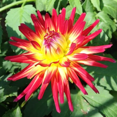 Георгина Вестон Спаниш Денсер Георгина Вестон Спаниш Денсер фото