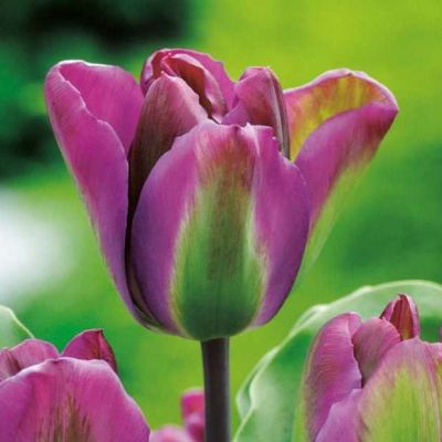 Тюльпан Найт Райдер фото