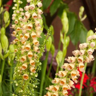 Наперстянка ржавая Гелбер Херолд Наперстянка ржавая Гелбер Херолд - Dolina-Sad.Ru