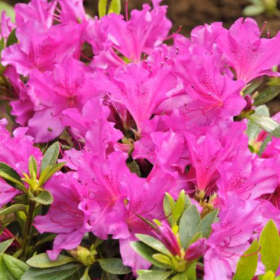 Рододендрон Блау Донау фото