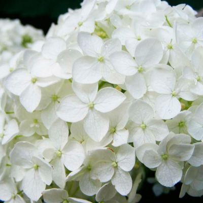 Гортензия крупнолистная Брайт Вайт - Dolina-Sad.Ru