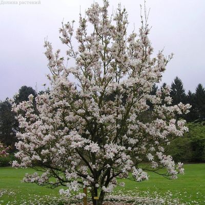 Магнолия суланжа Специоза фото