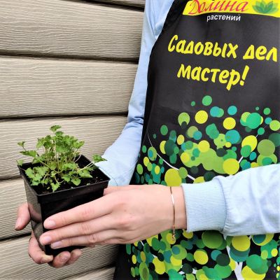 Колокольчик карпатский Блю Клипс Колокольчик карпатский Блю Клипс фото