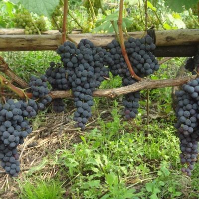 Виноград Аттика - Dolina-Sad.Ru