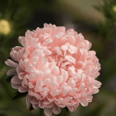 Астра низкорослая Лососевый ковер Астра низкорослая Лососевый ковер фото