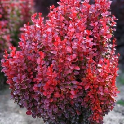 Барбарис Тунберга Ред Дж, С2 - Dolina-Sad.Ru